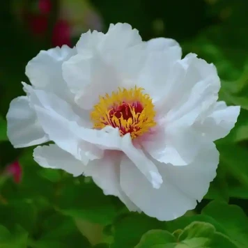 Ræktunar- og ígræðslutækni fyrir olíu-bera Fengdan Peony plöntur