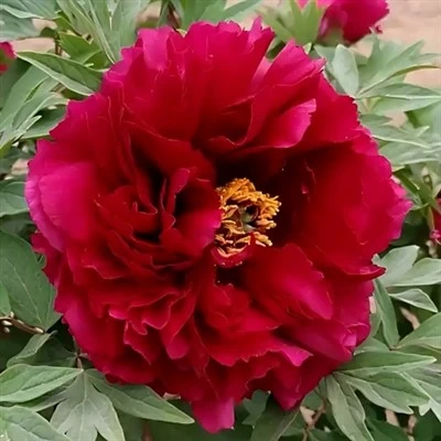 Svart tré peony