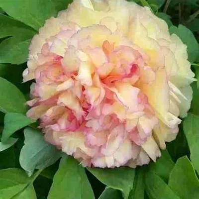Appelsínugult tré peony