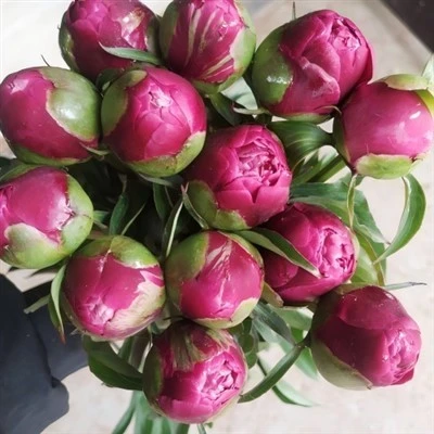 Rauð peony ferskt skorið blóm